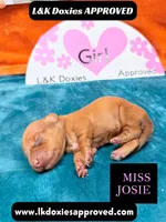 Miss Josie , a female Miniature Dachshund for sale in Arapahoe, CO – Photo 3 of 10