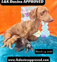 Miss Josie , a female Miniature Dachshund for sale in Arapahoe, CO – Photo 4 of 10