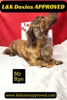 Miss Josie , a female Miniature Dachshund for sale in Arapahoe, CO – Photo 5 of 10