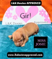 Miss Josie , a female Miniature Dachshund for sale in Arapahoe, CO – Photo 2 of 10