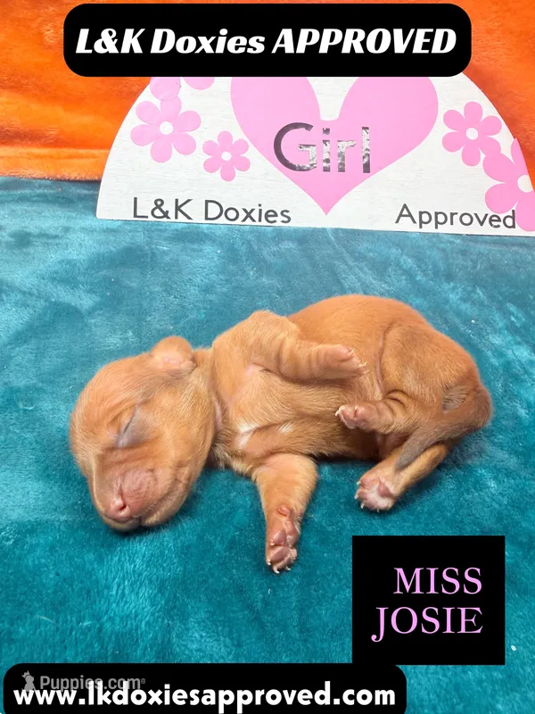 Miss Josie  – Miniature Dachshund puppy for sale in Arapahoe, CO