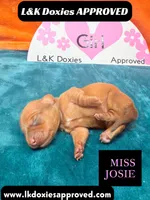Miss Josie , a female Miniature Dachshund for sale in Arapahoe, CO – Photo 1 of 10