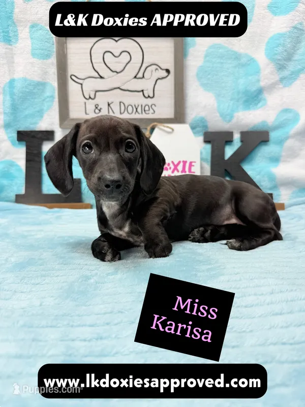 Miss Karissa – Miniature Dachshund puppy for sale in Arapahoe, CO