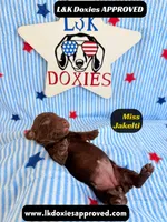 Miss Jakelti, a female Miniature Dachshund for sale in Arapahoe, CO – 3 of 9