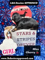 Miss Cherry 785-821-1920, a female Miniature Dachshund for sale in Arapahoe, CO – 9 of 10