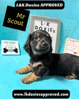 Mr Scout 785-821-1920, a male Miniature Dachshund for sale in Arapahoe, CO – 3 of 10