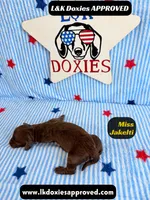 Miss Jakelti, a female Miniature Dachshund for sale in Arapahoe, CO – 5 of 9