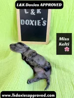 Miss Kelti 🩷785-821-1920, a female Miniature Dachshund for sale in Arapahoe, CO – 9 of 10
