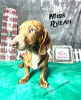Miss Ryeah 785-821-1920, a female Dachshund for sale in Arapahoe, CO – 5 of 10
