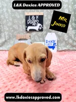 Mr Jinko SH , a male Miniature Dachshund for sale in Arapahoe, CO – 8 of 10