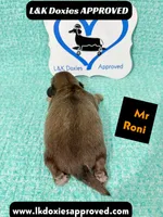 Mr Roni 785-821-1920, a female Miniature Dachshund for sale in Arapahoe, CO – 9 of 9
