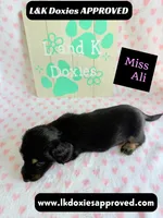 Miss Ali 785-821-1920, a female Miniature Dachshund for sale in Arapahoe, CO – 8 of 9