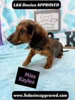 Miss Kayleo, a female Miniature Dachshund for sale in Arapahoe, CO – 10 of 10