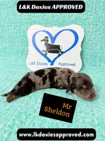 Mr Sheldon 785-821-1920, a male Miniature Dachshund for sale in Arapahoe, CO – 9 of 9