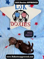 Miss Jaycee , a female Miniature Dachshund for sale in Arapahoe, CO – 10 of 10