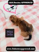 Miss Jello, a female Miniature Dachshund for sale in Arapahoe, CO – 8 of 10