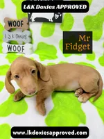 Mr Fidget, a male Miniature Dachshund for sale in Arapahoe, CO – 10 of 10