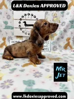 Mr Jett 785-821-1920, a male Miniature Dachshund for sale in Arapahoe, CO – 4 of 10