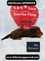 Mr Soomer LH 785-821-1920, a male Miniature Dachshund for sale in Arapahoe, CO – 10 of 10