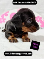 Miss Pita call 785-821-1920, a female Miniature Dachshund for sale in Arapahoe, CO – 3 of 10