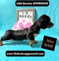 Miss Sybil 785-821-1920, a female Miniature Dachshund for sale in Arapahoe, CO – 4 of 10