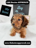 Mr Roni 785-821-1920, a male Miniature Dachshund for sale in Arapahoe, CO – 2 of 10