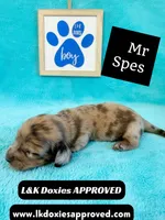 Mr Specs 785-821-1920 LH , a male Miniature Dachshund for sale in Arapahoe, CO – 2 of 10