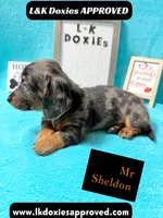 Mr Sheldon 785-821-1920, a male Miniature Dachshund for sale in Arapahoe, CO – 5 of 10