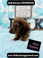 Miss Kayleo, a female Miniature Dachshund for sale in Arapahoe, CO – 8 of 10