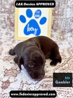 Mr Gambler SH , a male Miniature Dachshund for sale in Arapahoe, CO – 5 of 10