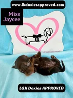 Miss Jaycee , a female Miniature Dachshund for sale in Arapahoe, CO – 4 of 10