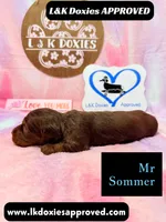 Mr Soomer LH, a male Miniature Dachshund for sale in Arapahoe, CO – 10 of 10