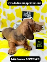 Mr Elk NON DAPPLE GUY, a male Miniature Dachshund for sale in Arapahoe, CO – 7 of 10