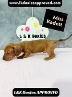 Miss Kadett 785-821-1920, a female Miniature Dachshund for sale in Arapahoe, CO – 9 of 10