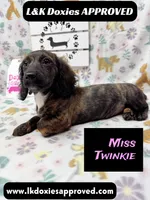 Miss Twinkie, a female Miniature Dachshund for sale in Arapahoe, CO – 8 of 10
