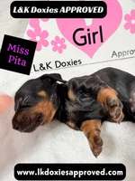 Miss Pita call 785-821-1920, a female Miniature Dachshund for sale in Arapahoe, CO – 7 of 10