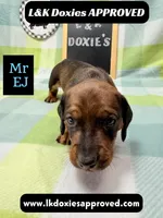 Mr Ej NO MEREL GENE SH, a male Miniature Dachshund for sale in Arapahoe, CO – 9 of 10