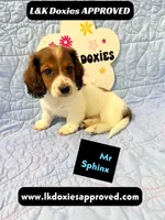 Mr Sphynx 795-821-1920 LH, a male Miniature Dachshund for sale in Arapahoe, CO – 4 of 10