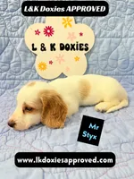 Mr Styx 785-821-1920 LH, a male Miniature Dachshund for sale in Arapahoe, CO – 8 of 9