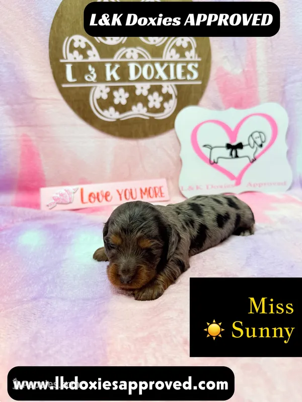 Miss Sunny ☀️ Dapple – Miniature Dachshund puppy for sale in Arapahoe, CO