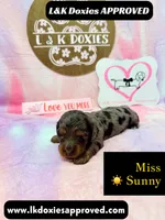 Miss Sunny ☀️ Dapple, a female Miniature Dachshund for sale in Arapahoe, CO – 1 of 10