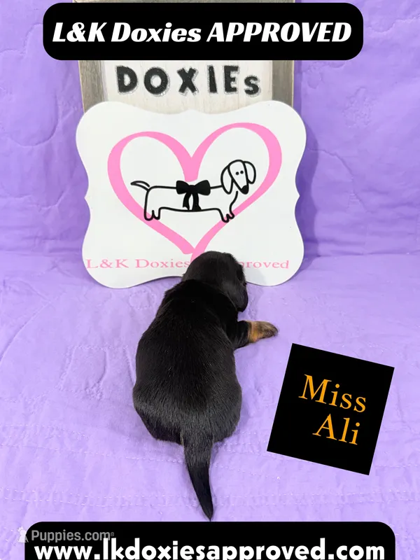 Miss Ali 785-821-1920 – Miniature Dachshund puppy for sale in Arapahoe, CO