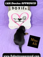 Miss Ali 785-821-1920, a female Miniature Dachshund for sale in Arapahoe, CO – 1 of 10