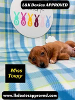 Miss Torry, a female Miniature Dachshund for sale in Arapahoe, CO – 9 of 10