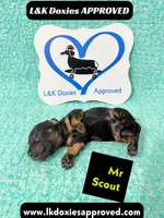 Mr Scout 785-821-1920, a male Miniature Dachshund for sale in Arapahoe, CO – 10 of 10