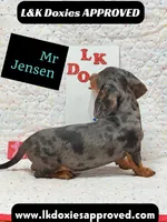 Mr Jenson 💙, a male Miniature Dachshund for sale in Arapahoe, CO – 6 of 10