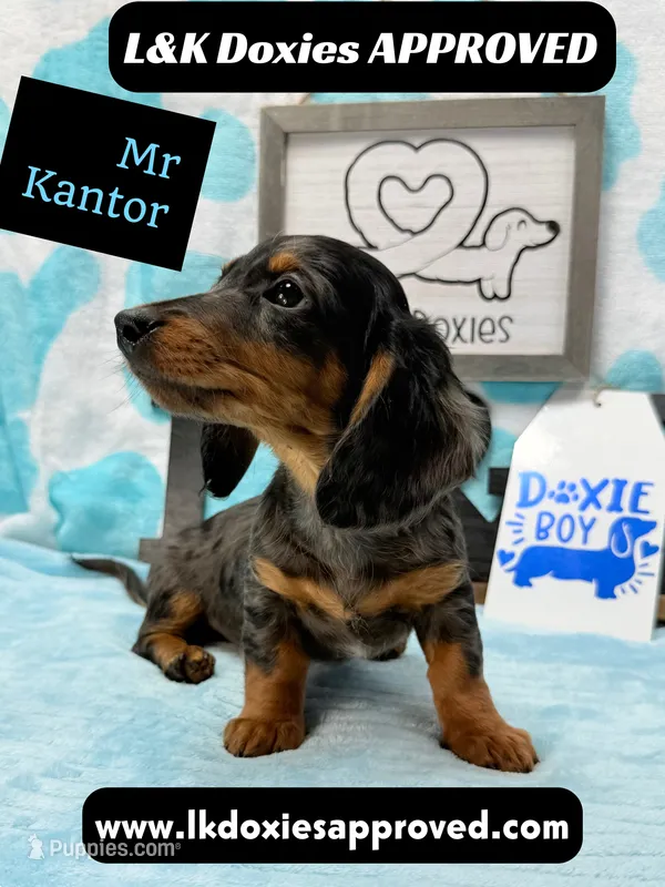 Mr Kantor 785-821-1920 – Miniature Dachshund puppy for sale in Arapahoe, CO