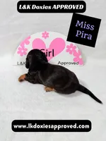 Miss Pira SH text 785-821-1920, a female Miniature Dachshund for sale in Arapahoe, CO – 10 of 10
