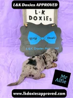 Mr Alfie 795-821-1920, a male Miniature Dachshund for sale in Arapahoe, CO – 4 of 10