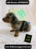 Mr Alfie 795-821-1920, a male Miniature Dachshund for sale in Arapahoe, CO – 4 of 9